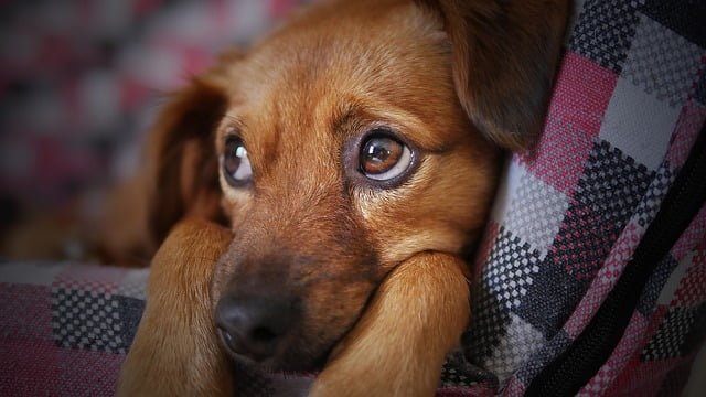 エージェントなしで留学したために困ったこと