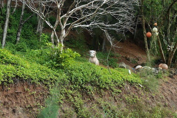 Koloa Gulchの番犬